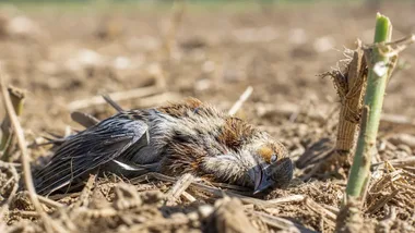 Grypa ptaków nadal groźna. Hodowcy w Żorach muszą pilnować bioasekuracji
