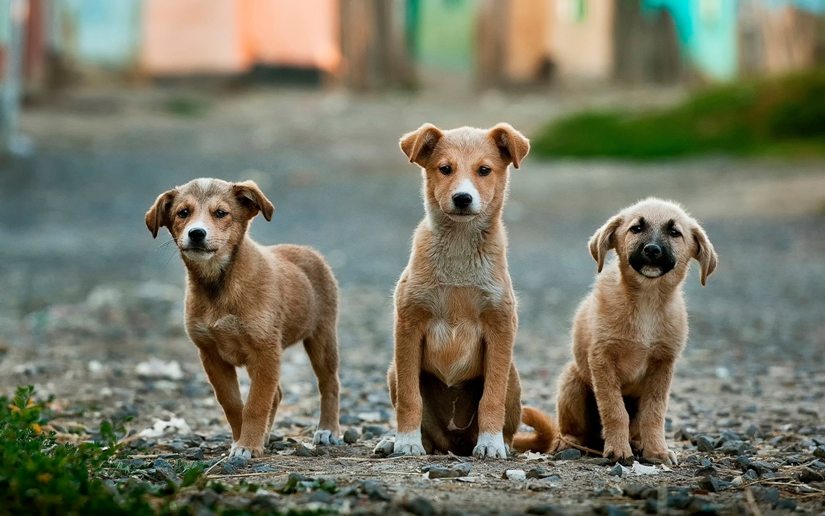 Na zdjęciu trzy psy