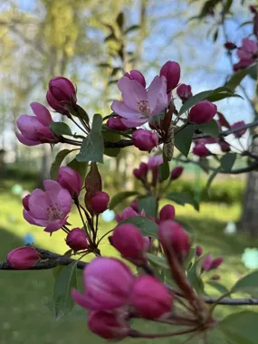 Żory sadzą przyszłość - Światowy Dzień Ziemi w MOK ma konkretny efekt 🌱