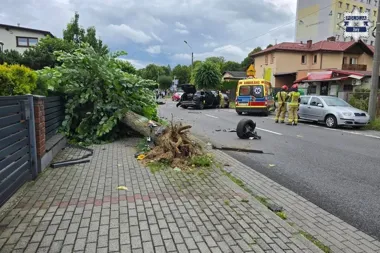Uderzenie wyrwało drzewo z ziemi. Kierowca trafił do szpitala